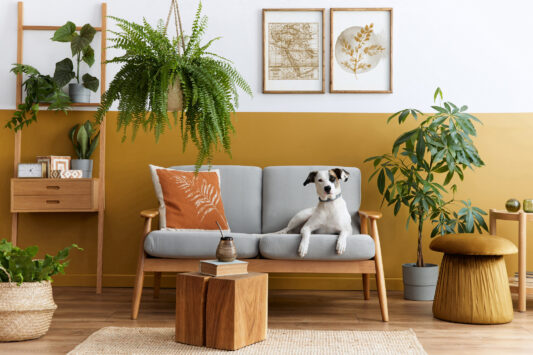 Stylish interior of living room with design furniture, gold pouf, plant, mock up poster frames, carpet, accessoreis and beautiful dog lying on the sofa in cozy home decor